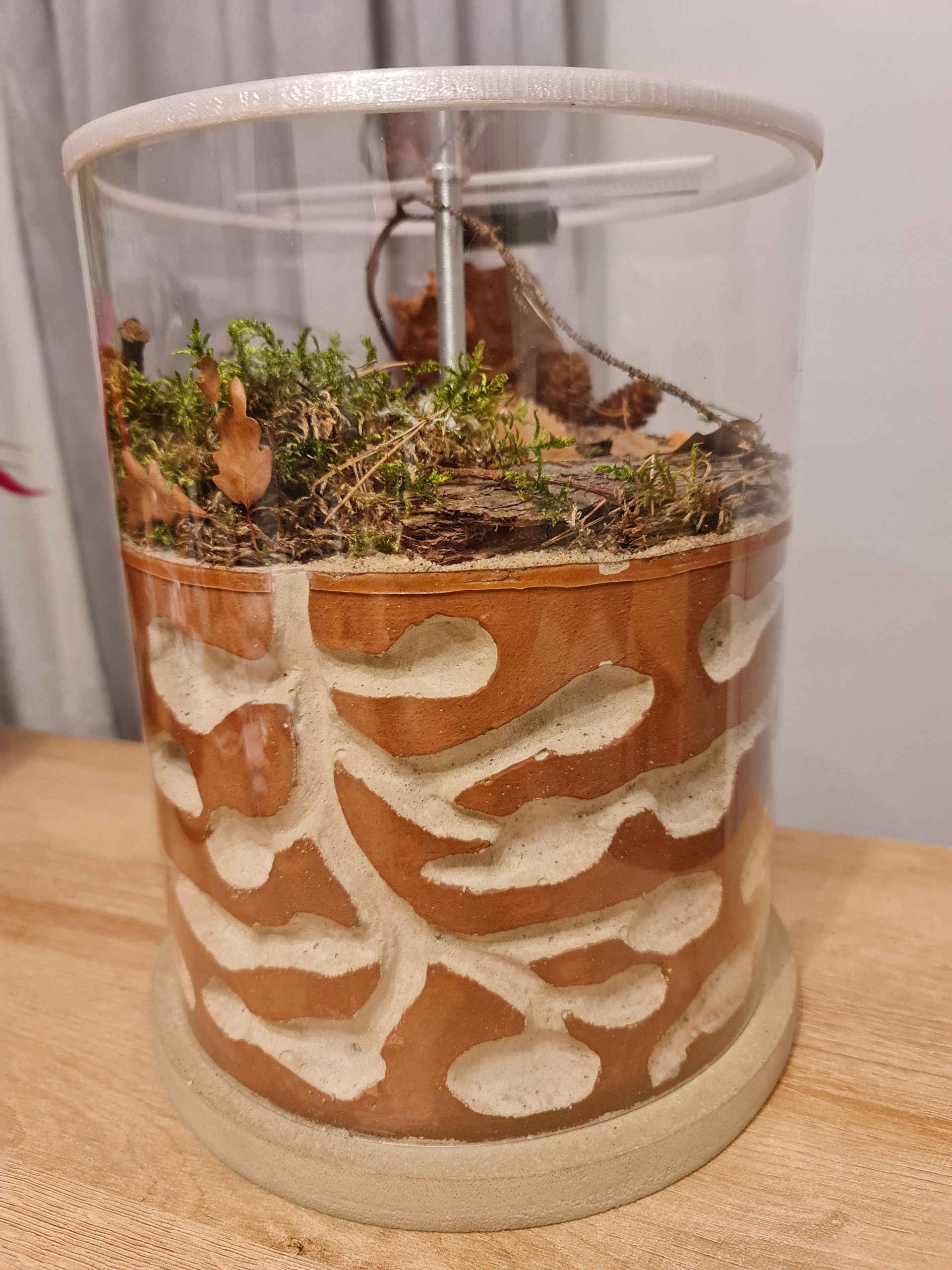 Formikarium Hodowla gniazdo mrówek mrówki