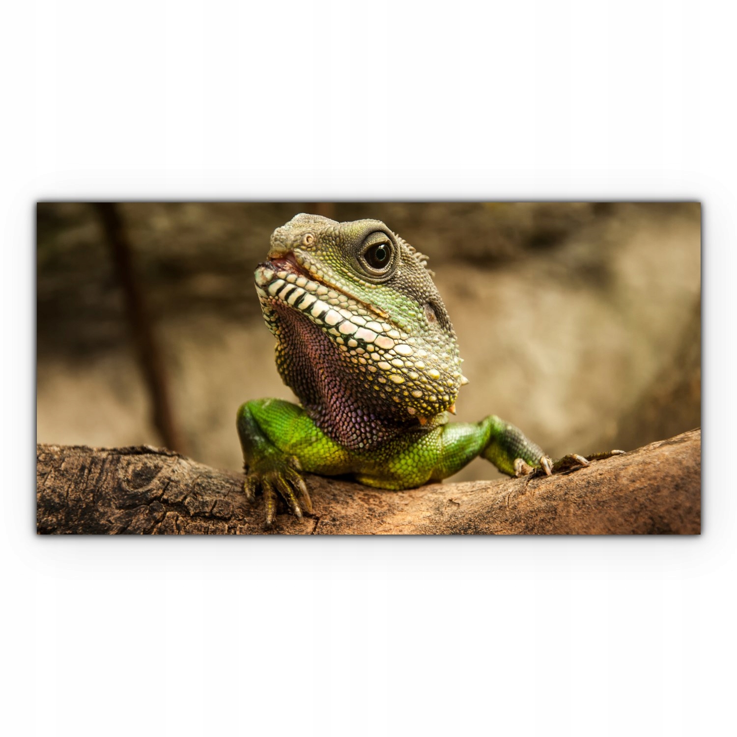 

Canvas na ramie ścienny 100x50 Jaszczurka Tropiki