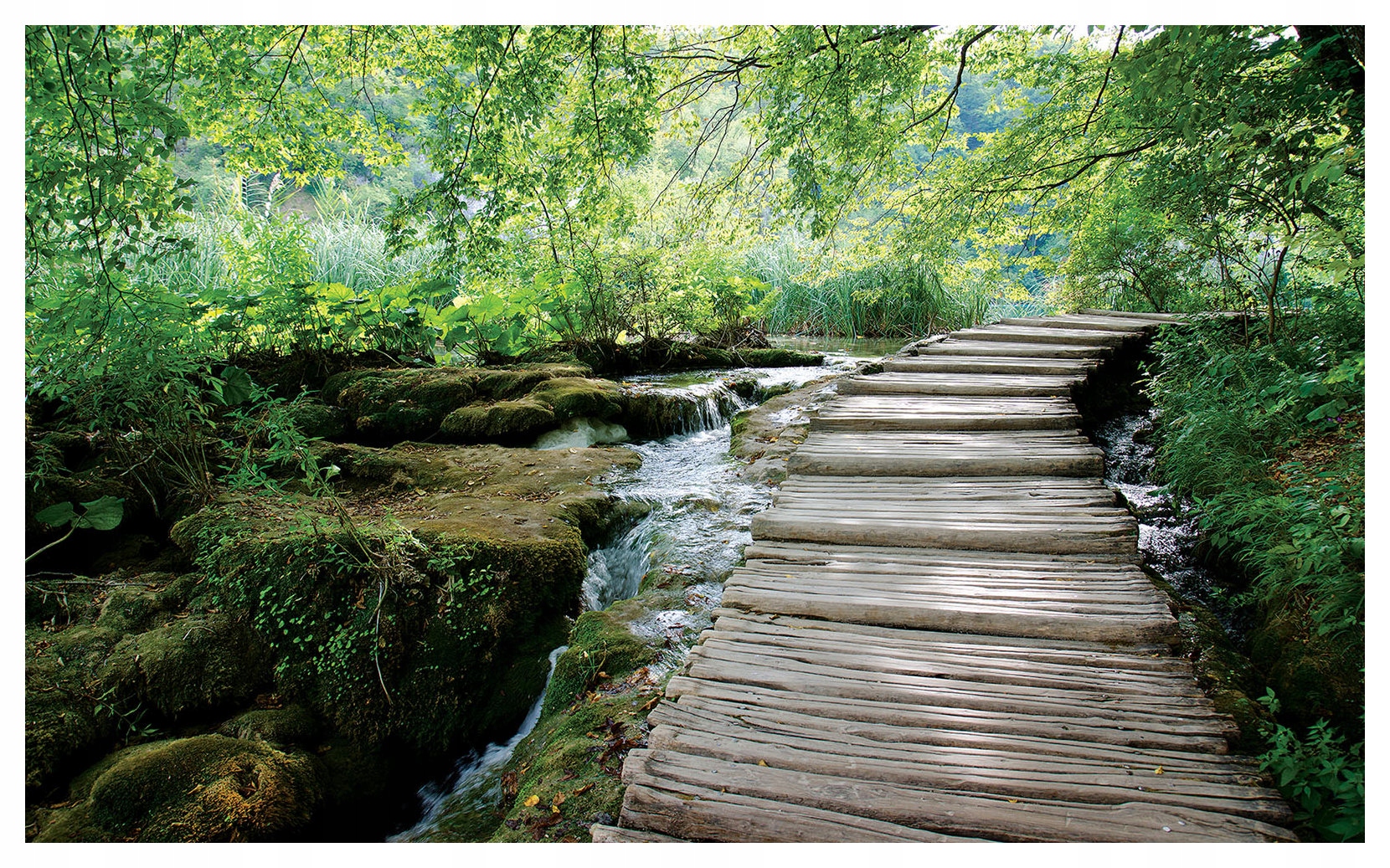 Fototapeta Lesní cesta Sluneční paprsky dřevo a voda 350x250 lepidlo