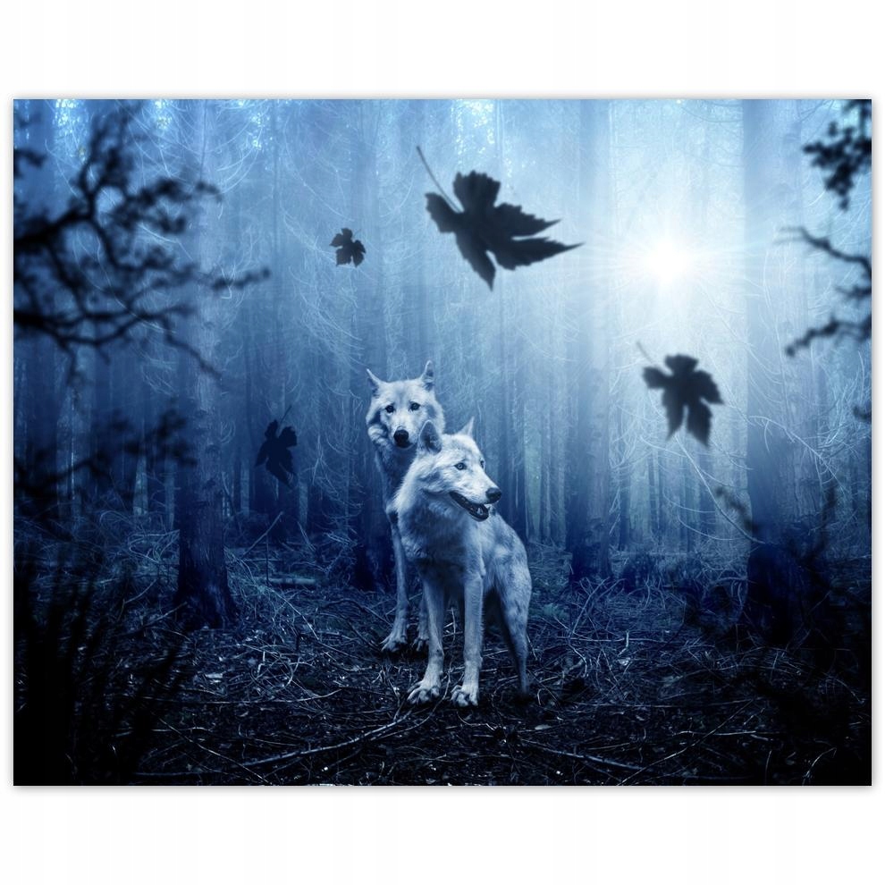 

Plakat 50x40 Wilk Wilki Wolf