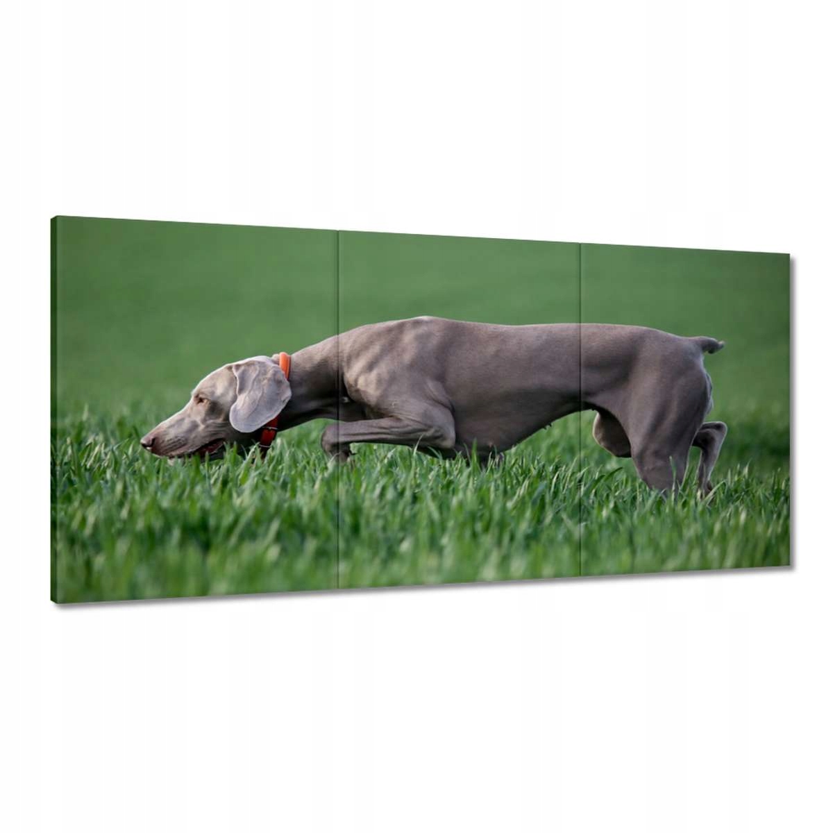 Obrazy 180x90 Lovecký pes v akcii