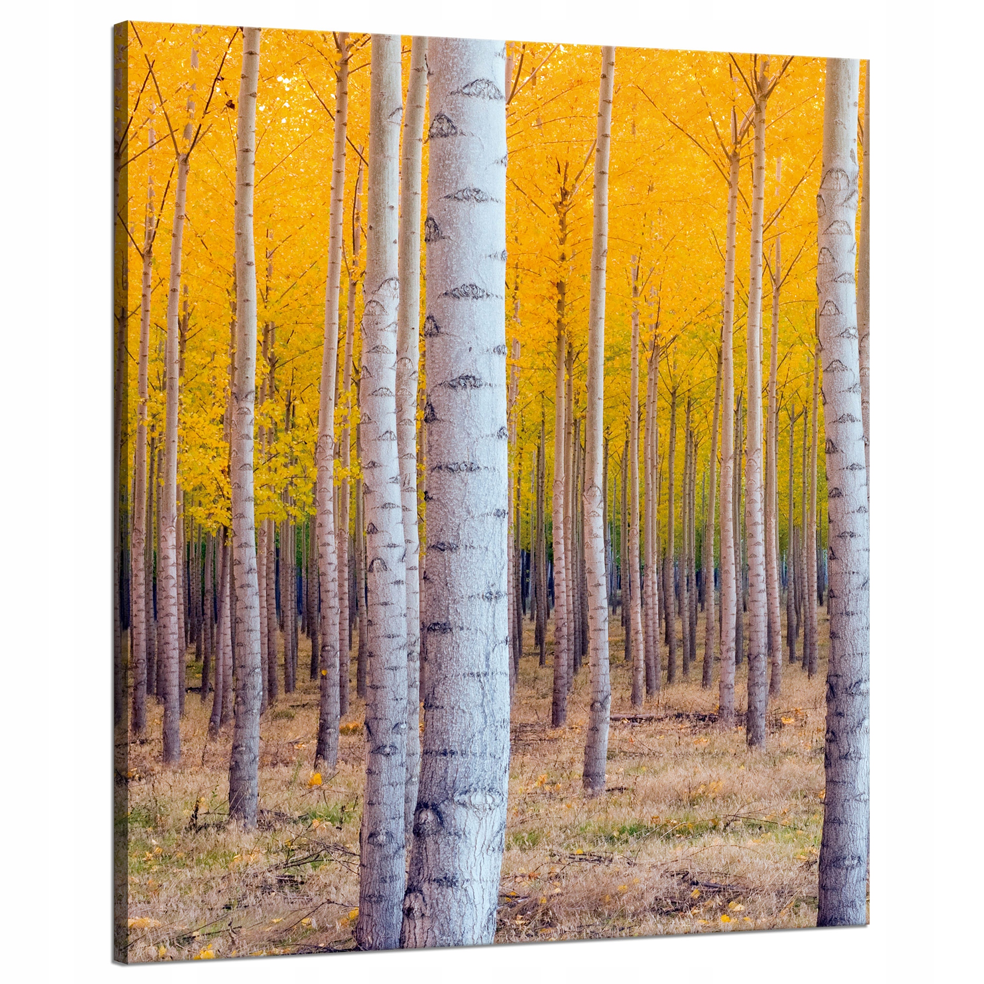 Obraz na plátně Břízy na podzim Žluté listy 80x100 cm