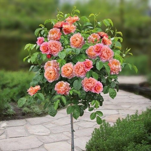 Роза' rosa ' pienna Абрикосовая № 1520А
