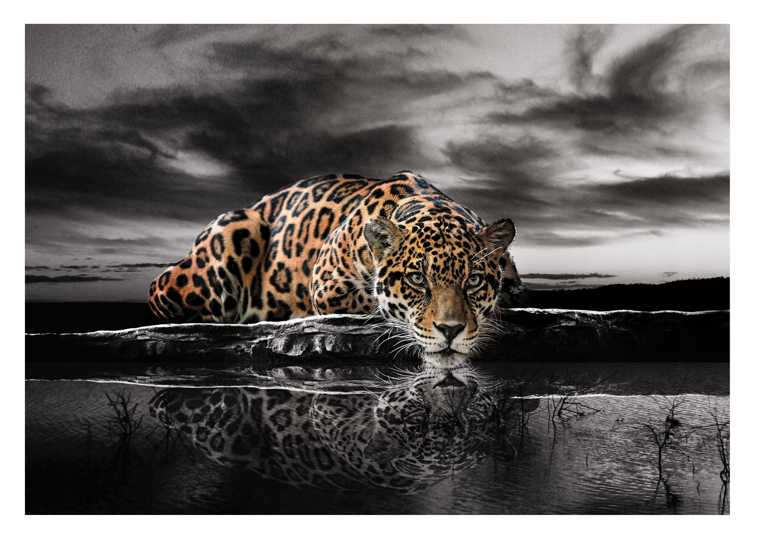 Fototapeta Tygr Jaguar Zvířata Jezero 254x184