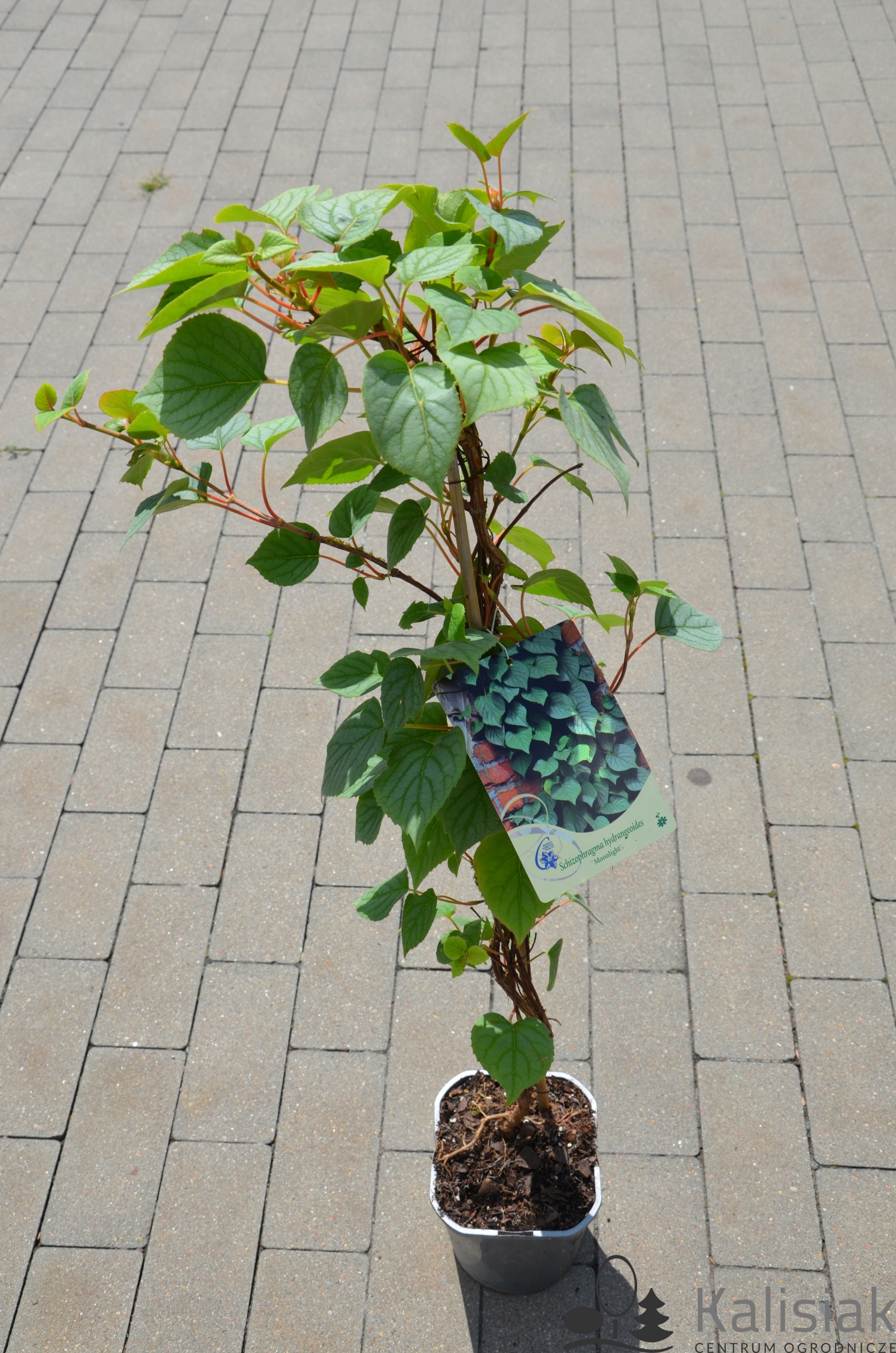 Schizophragma hydrangeoides 'Moonlight' Przywarka japońska 50-70 cm 2L