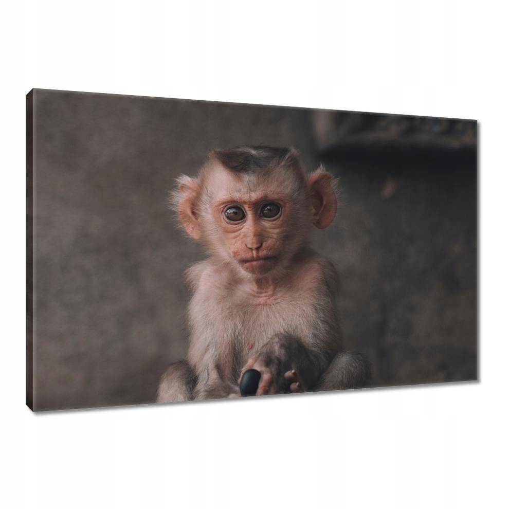 

Obrazy 120x80 Zwierzęta Zwierzątka