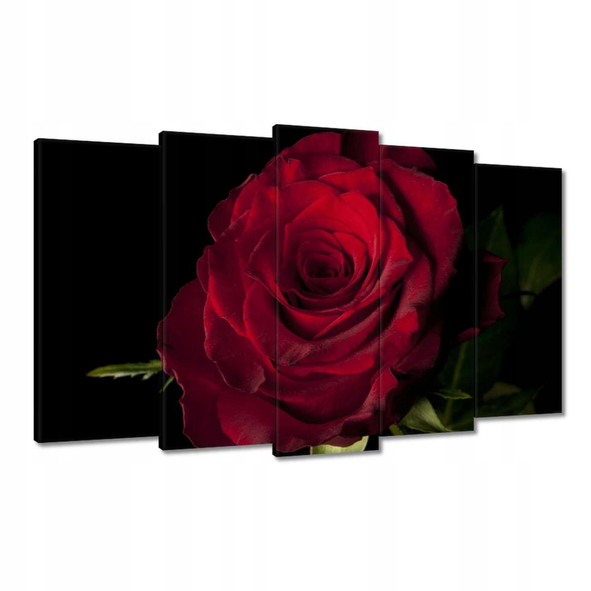 Obrazy 100x60 Červená růže
