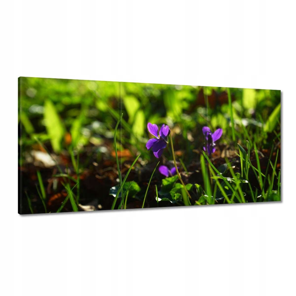 Obrazy 180x90 Fialky poľné