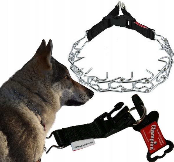 

Champion Kolczatka 1T obroża suka owczarek