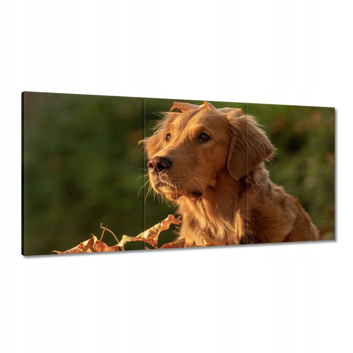 Obrazy 180x90 Jesenný portrét psa Foto
