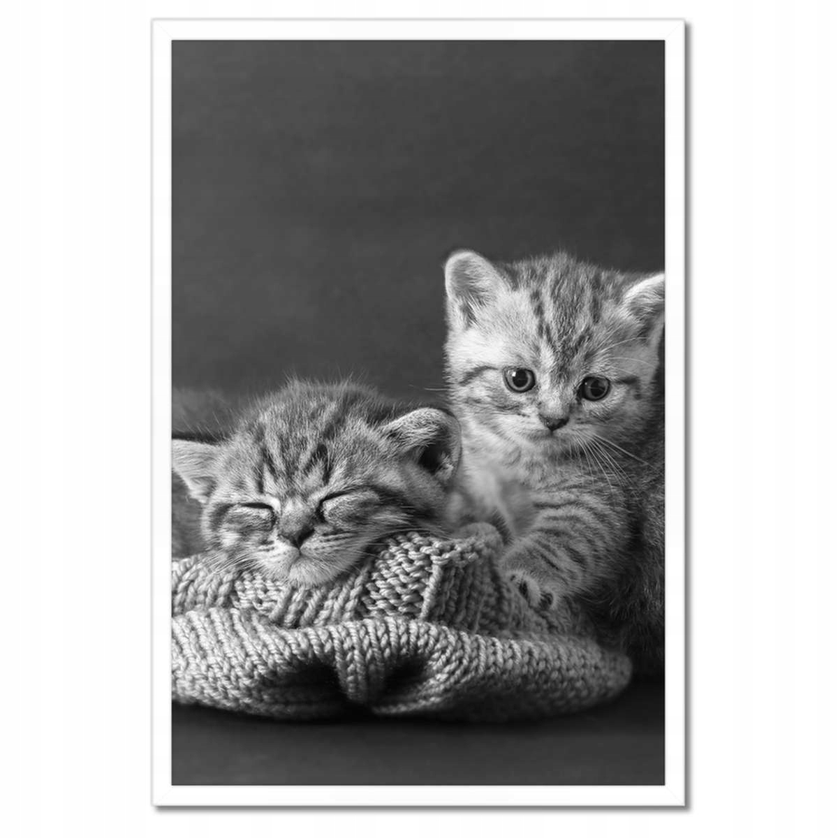 Plakáty v rámu 40x60 Kočičky Kočky Bw