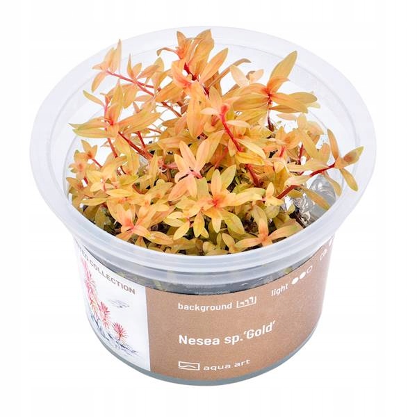 AquaArt Nesea sp. 'Gold' ROŚLINA IN VITRO KUBEK 5cm