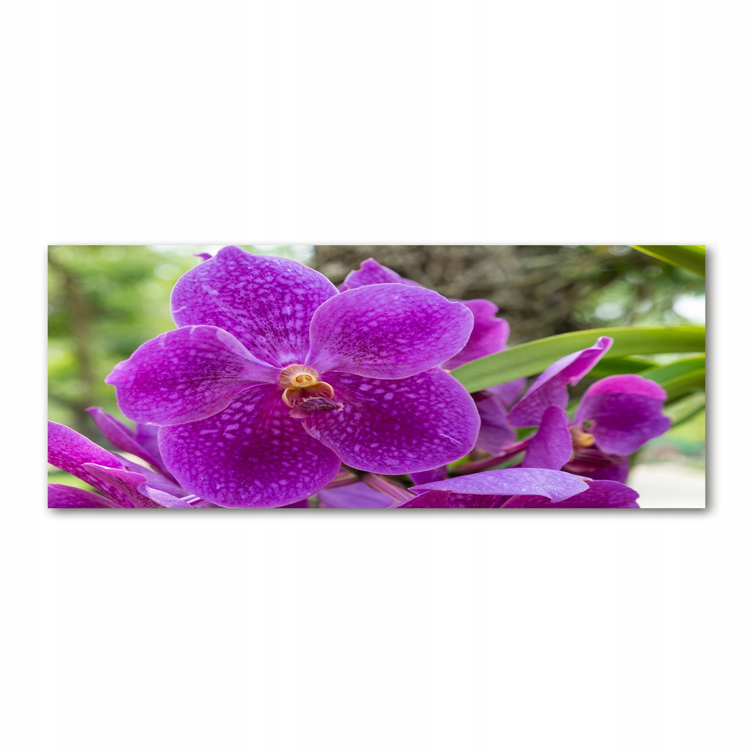

Foto obraz duży akryl nowoczesny Orchidea 125x50cm