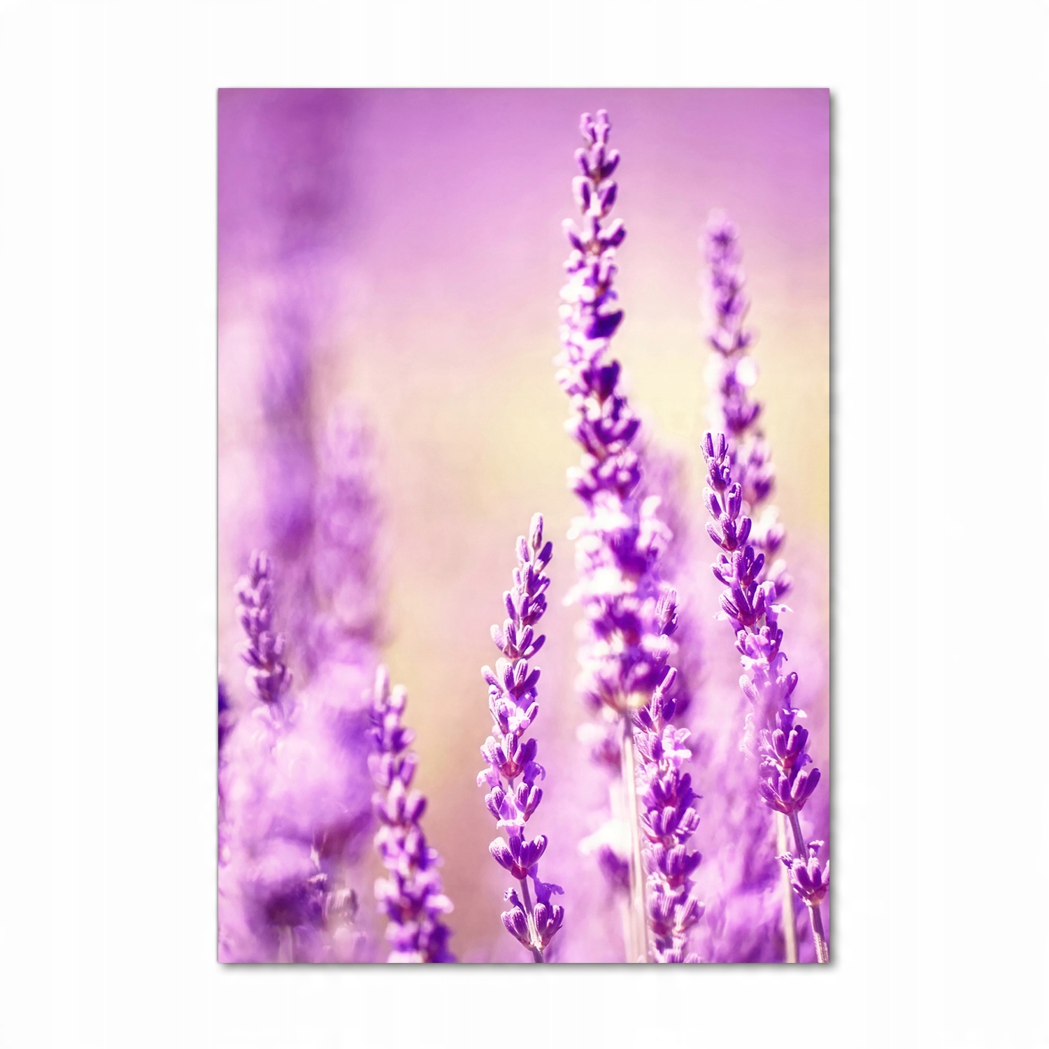 

Foto obraz akrylowy na ścianę Lawenda 70x100 cm