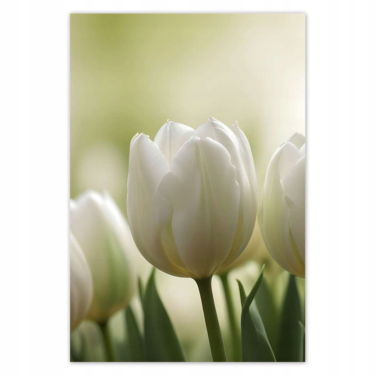 Plakáty 135x200 Bílé tulipány