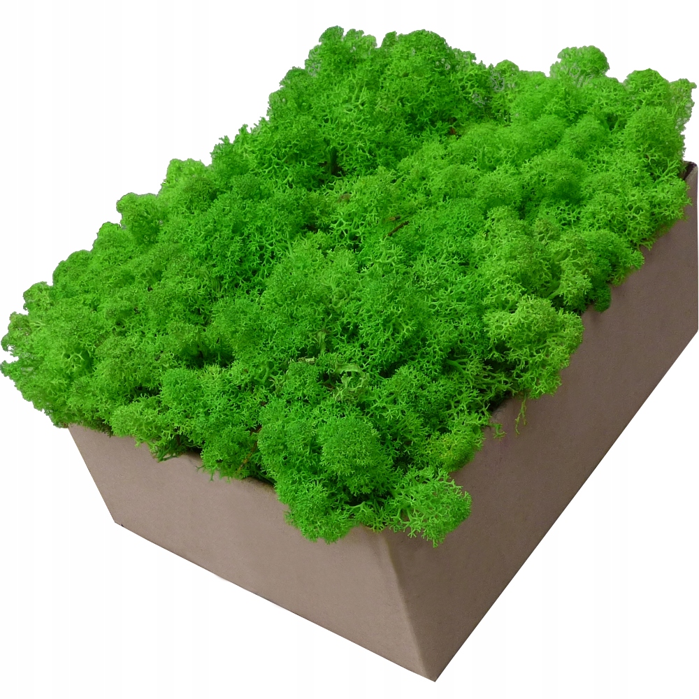 Mech Chrobotek Trawiasty Jasna Zieleń 300g