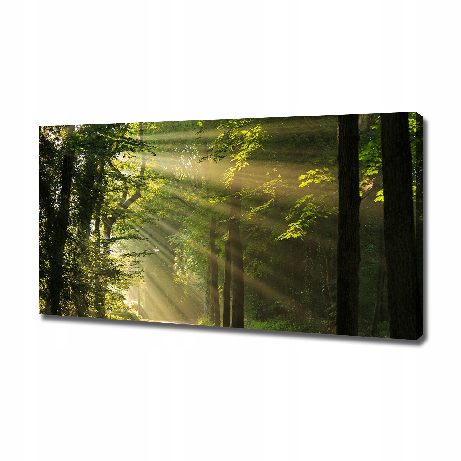 

Duży foto obraz na płótnie Las w słońcu 120x60 cm
