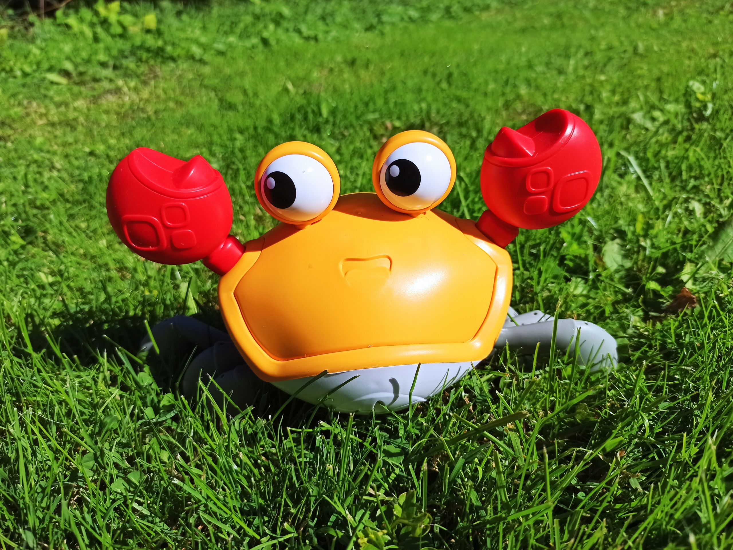 Uciekający krab niebieski Marka bez marki