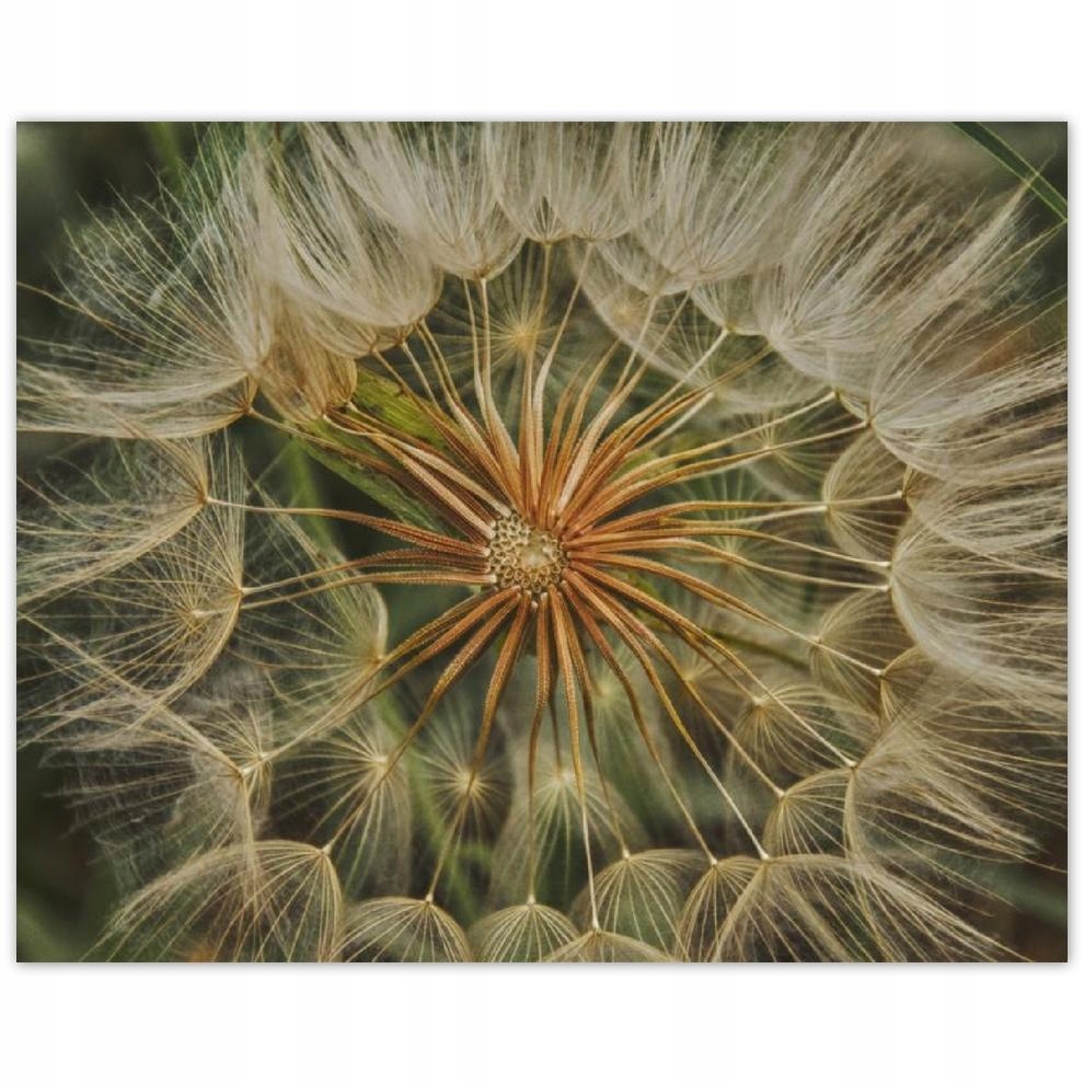 

Plakat 50x40 Dmuchawiec Kwiat Kwiatki