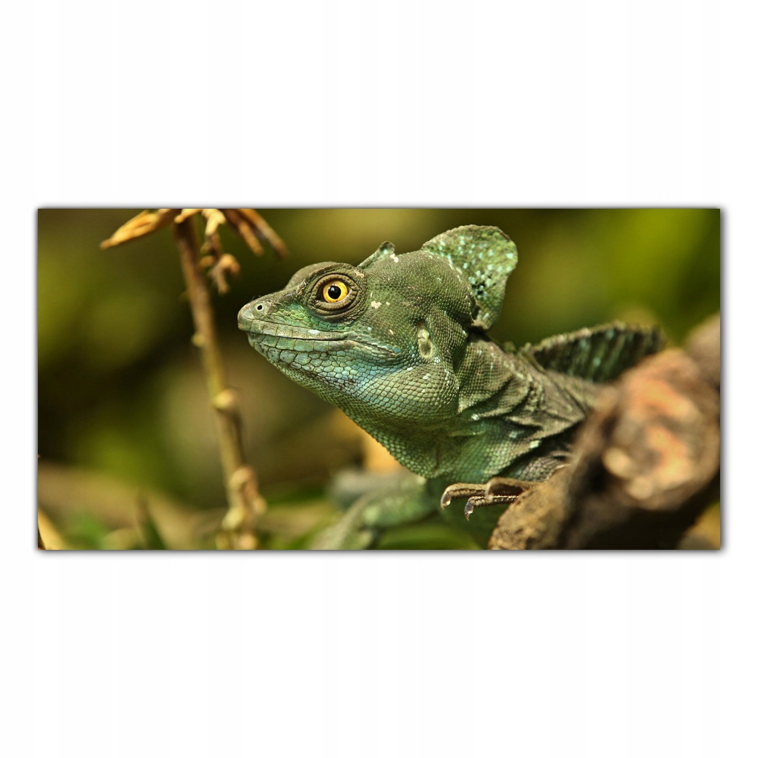 

Obraz Szklany Foto-obraz Jaszczurka Tropiki 100x50