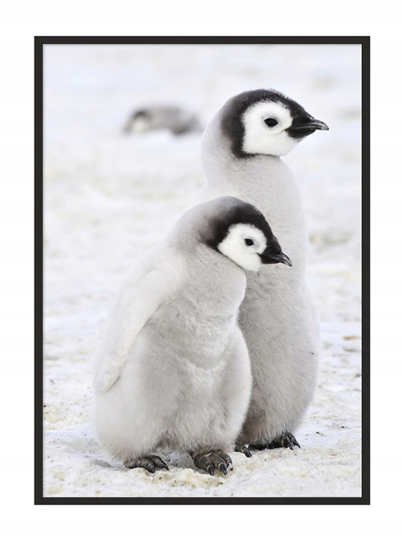 

Obraz Plakat W Ramie 43x33 cm Pingwinki P688