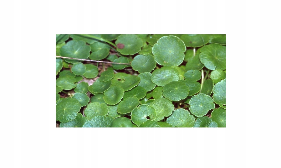 INVITAL Hydrocotyle v. Pennywort koszyk Ø 5,5 cm