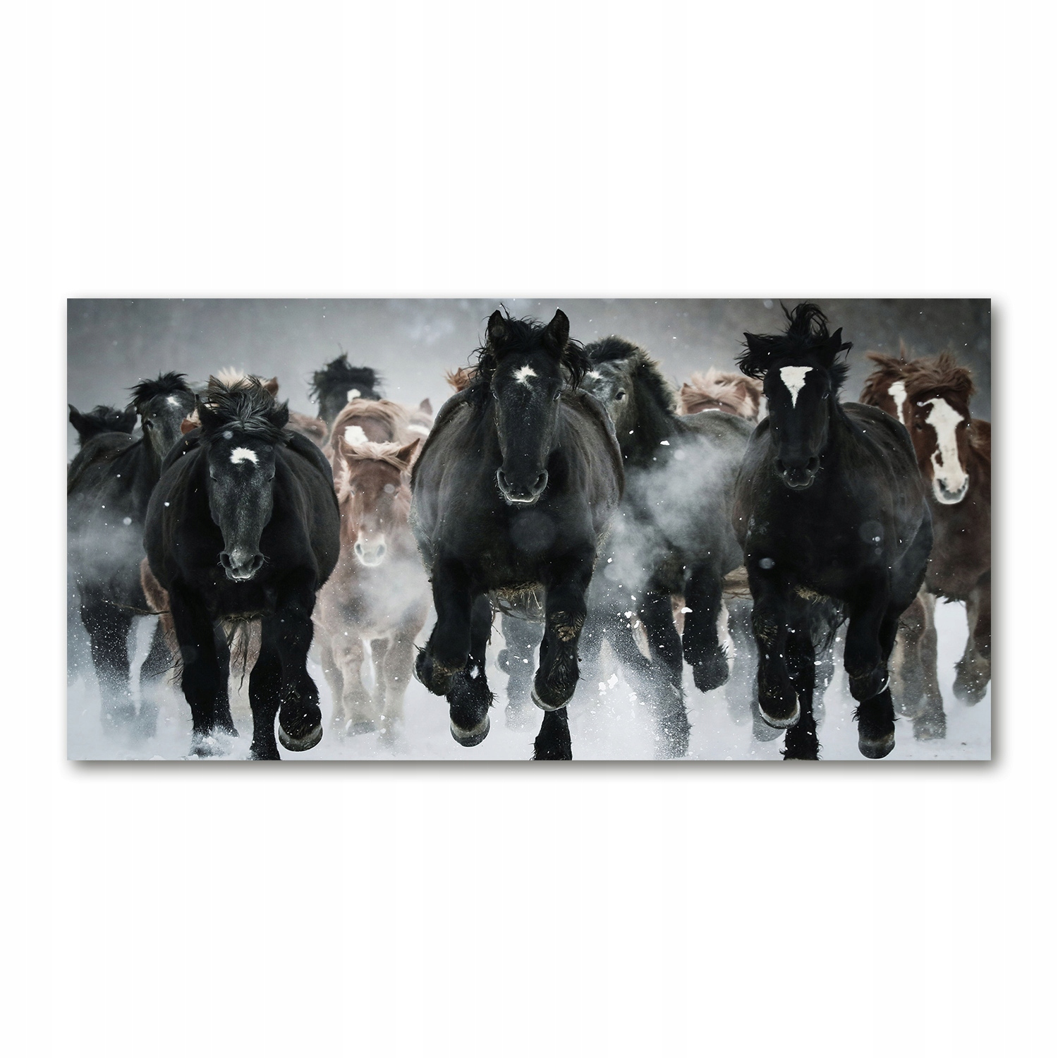 

Foto obraz akryl zdjęcie Konie w galopie 120X60 cm