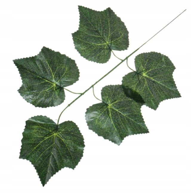 

Liść Winogrono Gałązka Dk.green winorośl