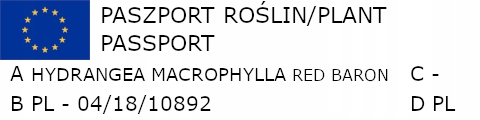 HORTENSJA RED BARON - sadzonki w doniczkach !!! Rodzaj rośliny hortensje
