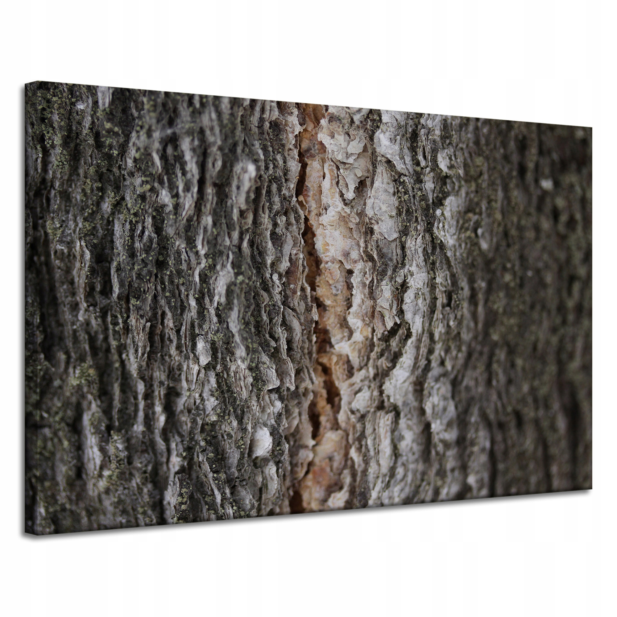 Obraz na plátně Příroda Kůra Stromy 120x80