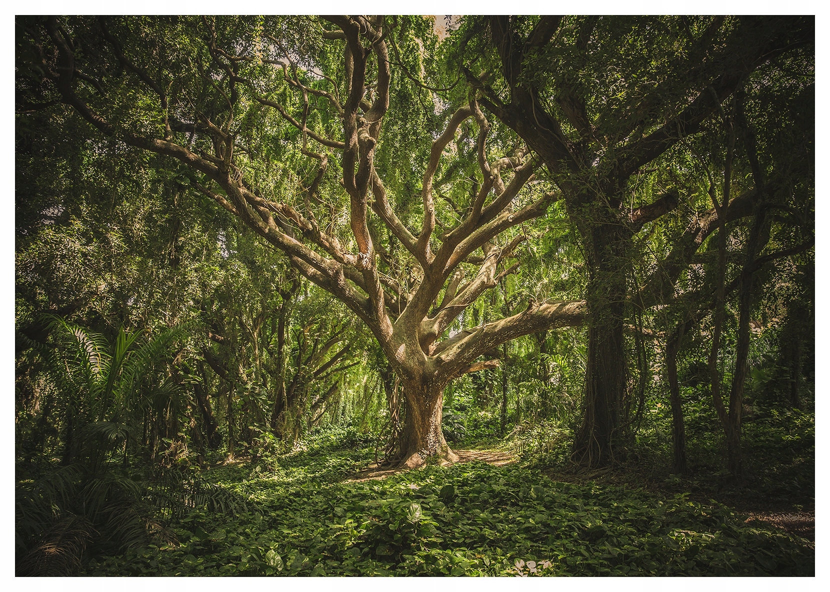 Vliesová fototapeta Les Zeleň světlo a stín magie stromů 350x250 lepidlo
