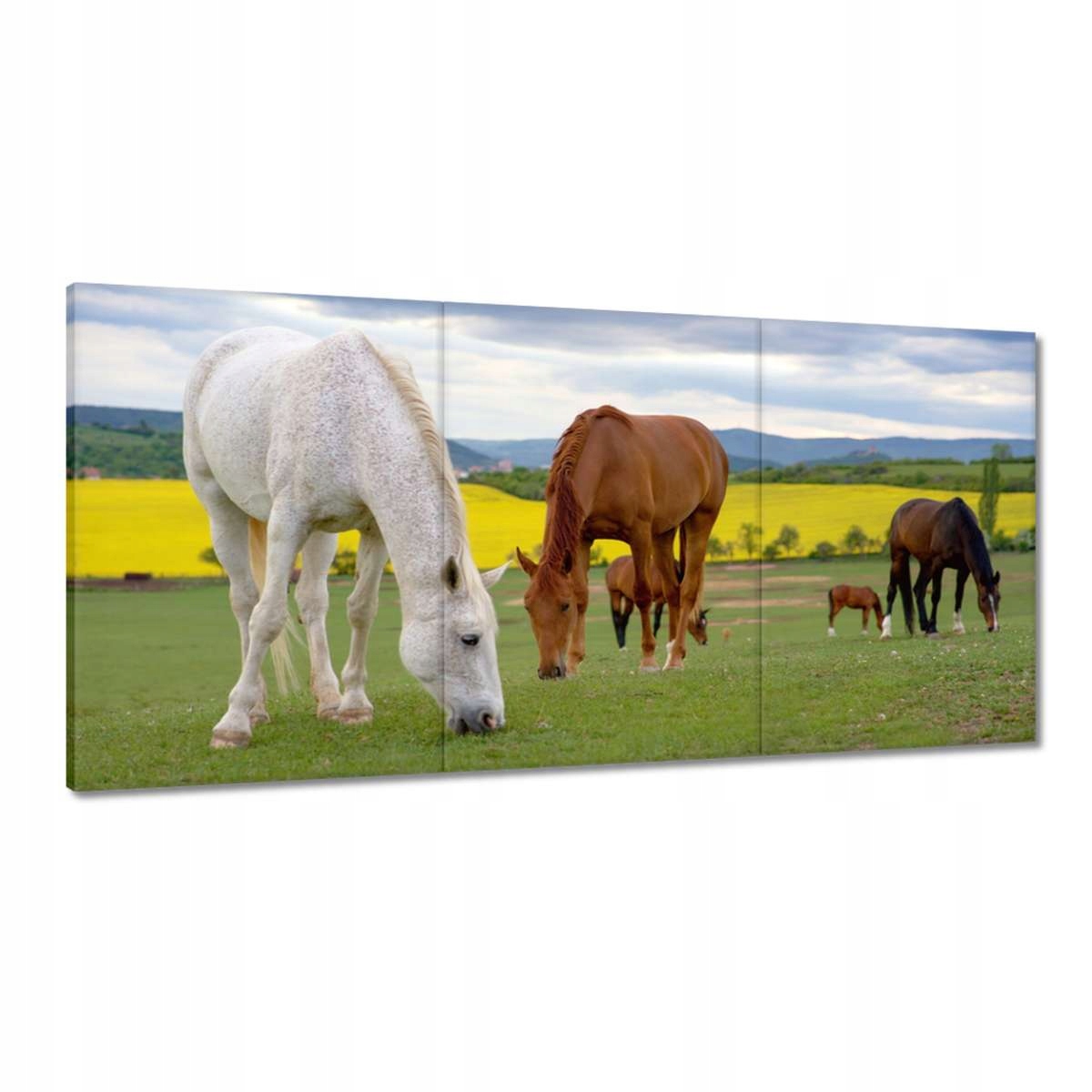 Obrazy 180x90 Kone na lúke Koníky Kôň