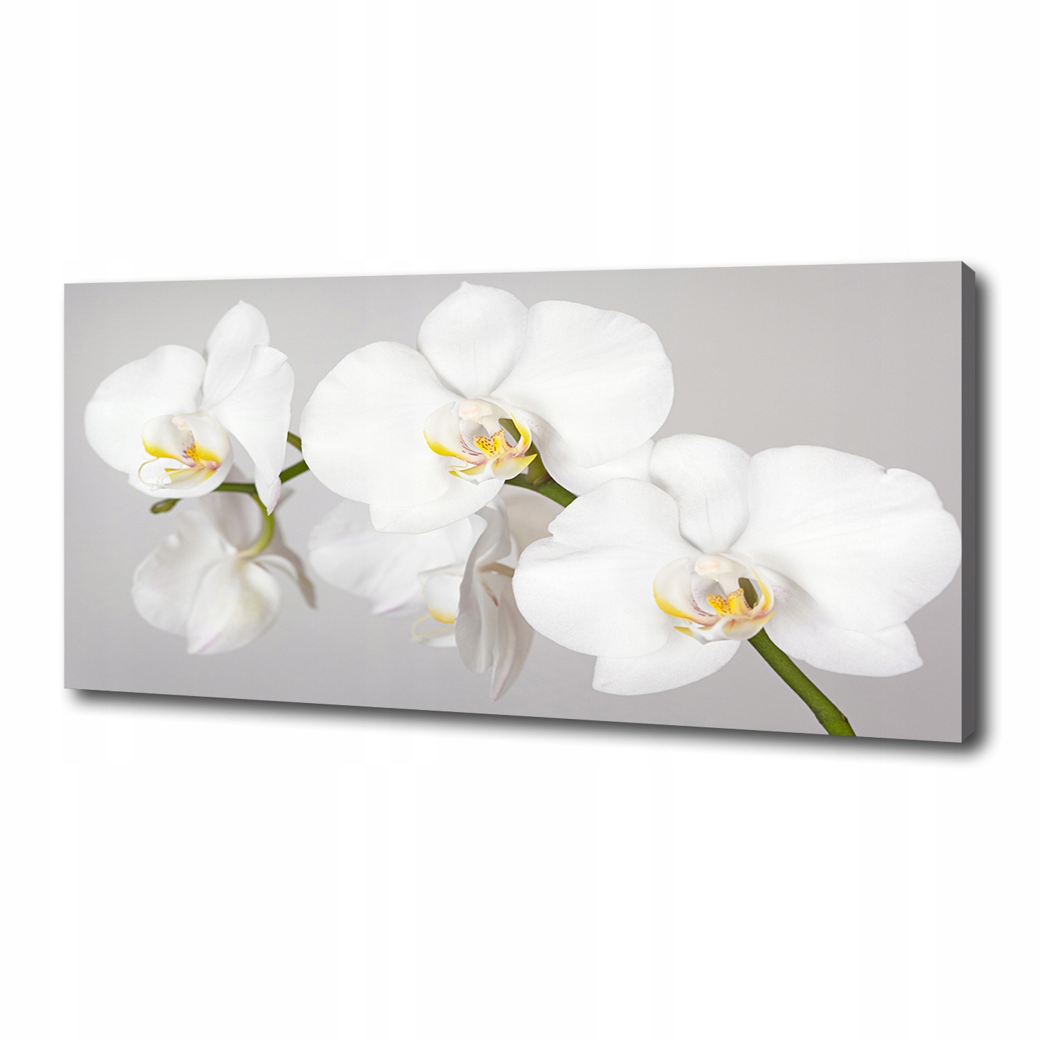 

Foto obraz canvas na ścianę Orchidea 125x50 cm