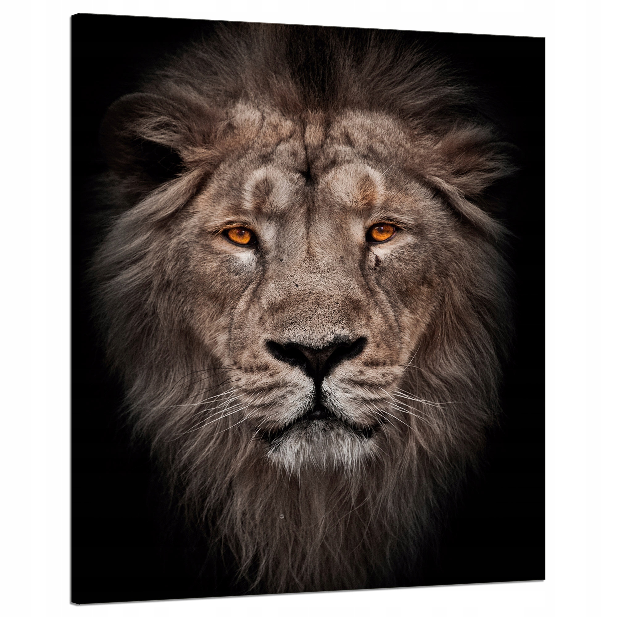 Obraz na plátně Tvář lva Červené oči Divočina 80x100 cm