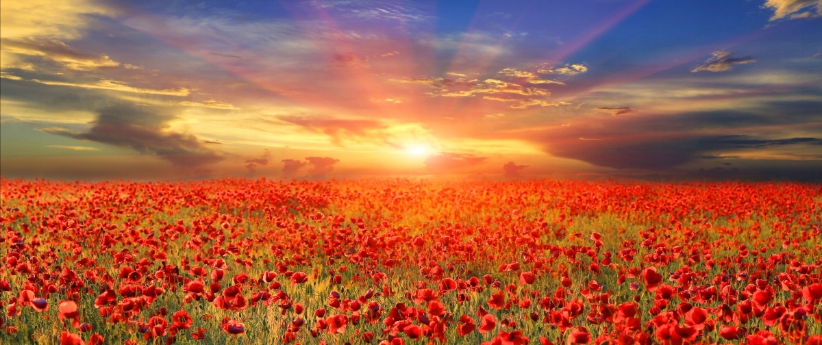 

Fototapeta Flizelinowa Pole Maki 250x104