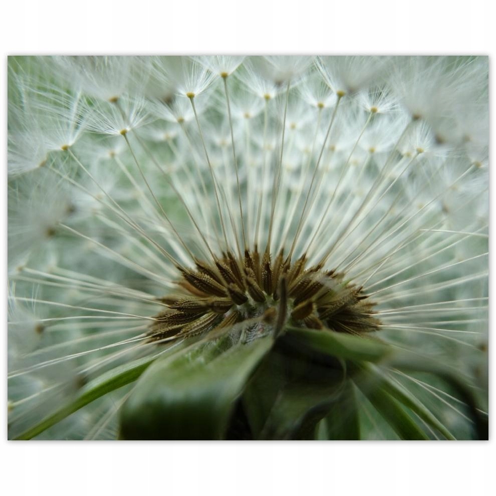 

Plakat 50x40 Dmuchawiec Kwiat Kwiatki