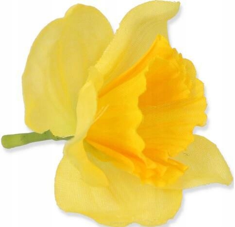 

Żonkil Główka Wyrobowa Żółta 7,5 cm