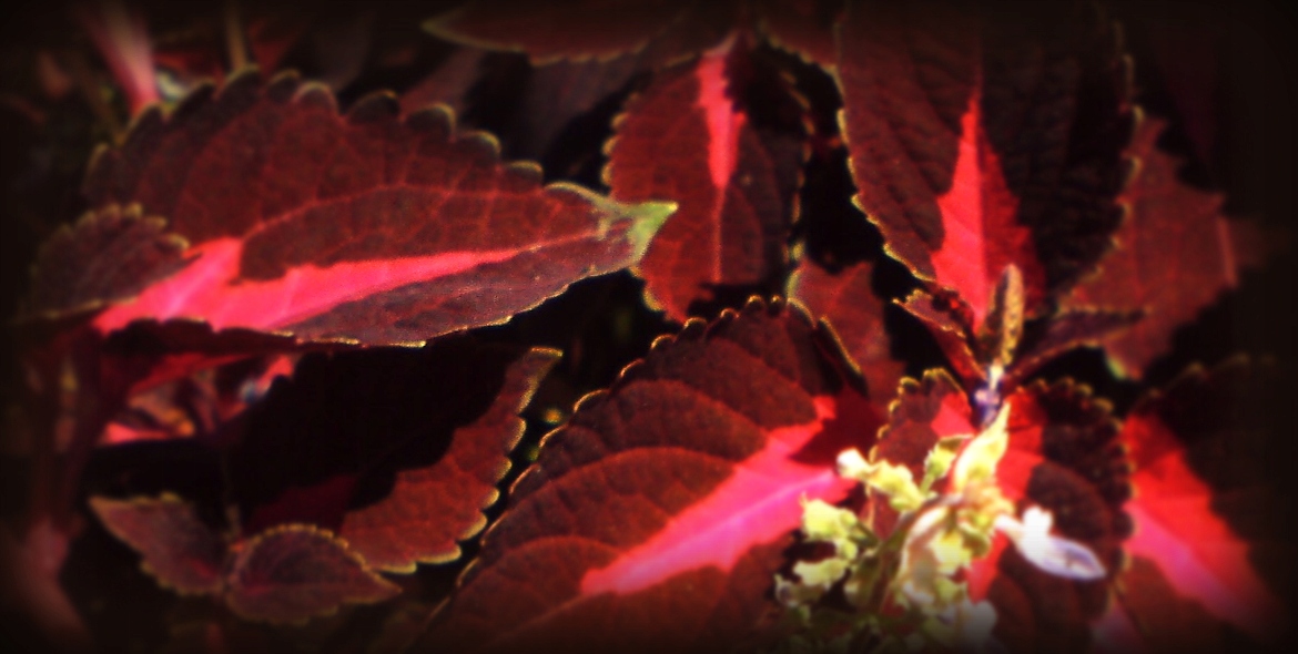 J.Fenzi Lasstore Pour Homme Red EDP 100ml Stan opakowania oryginalne