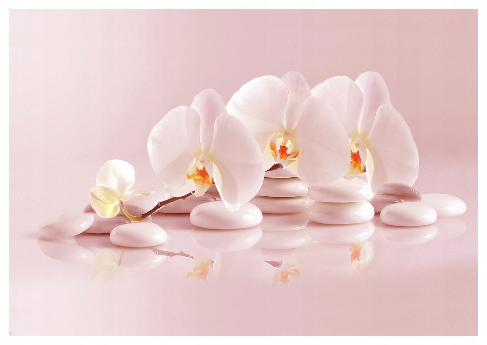 Fototapeta Orchidey na bielych kameňoch Pokoj a elegancia 416x254 lepidlo