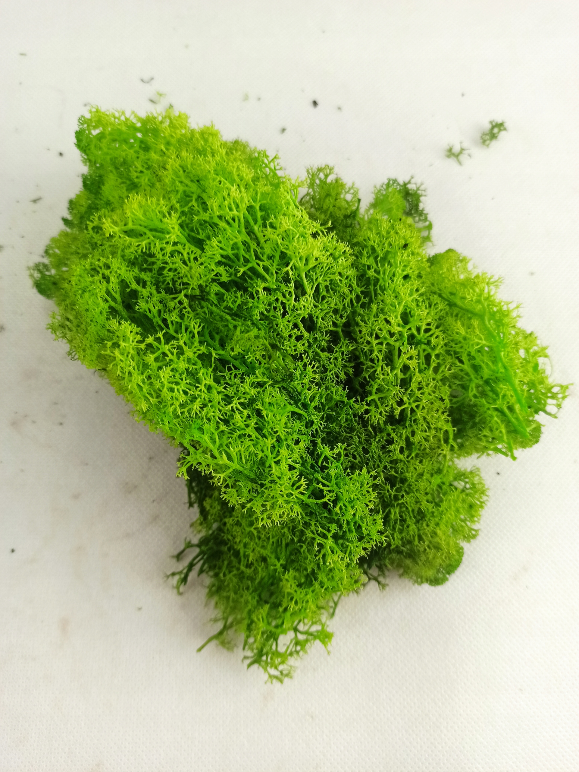 Mech chrobotek jasno zielony 10g Marka inny