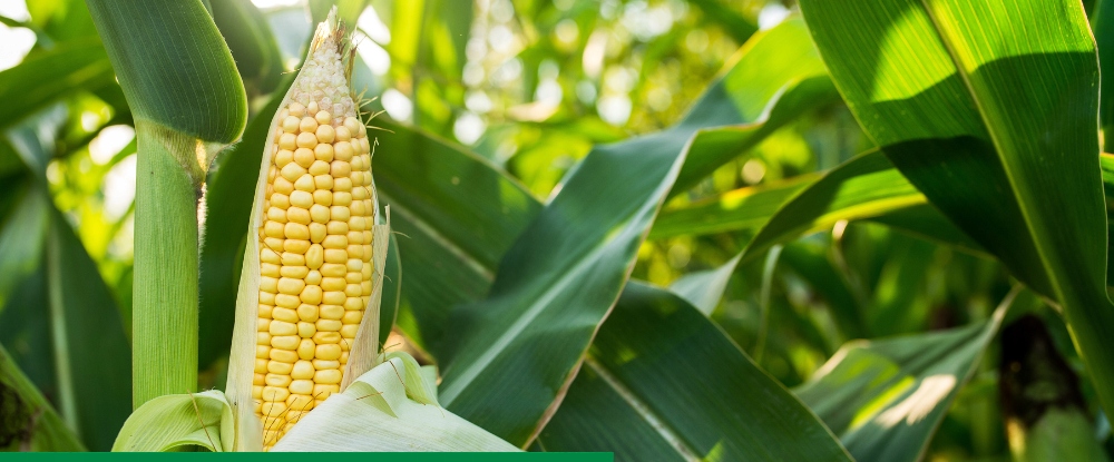 Mocznik Pulrea polski 25 kg azot Producent Grupa Azoty