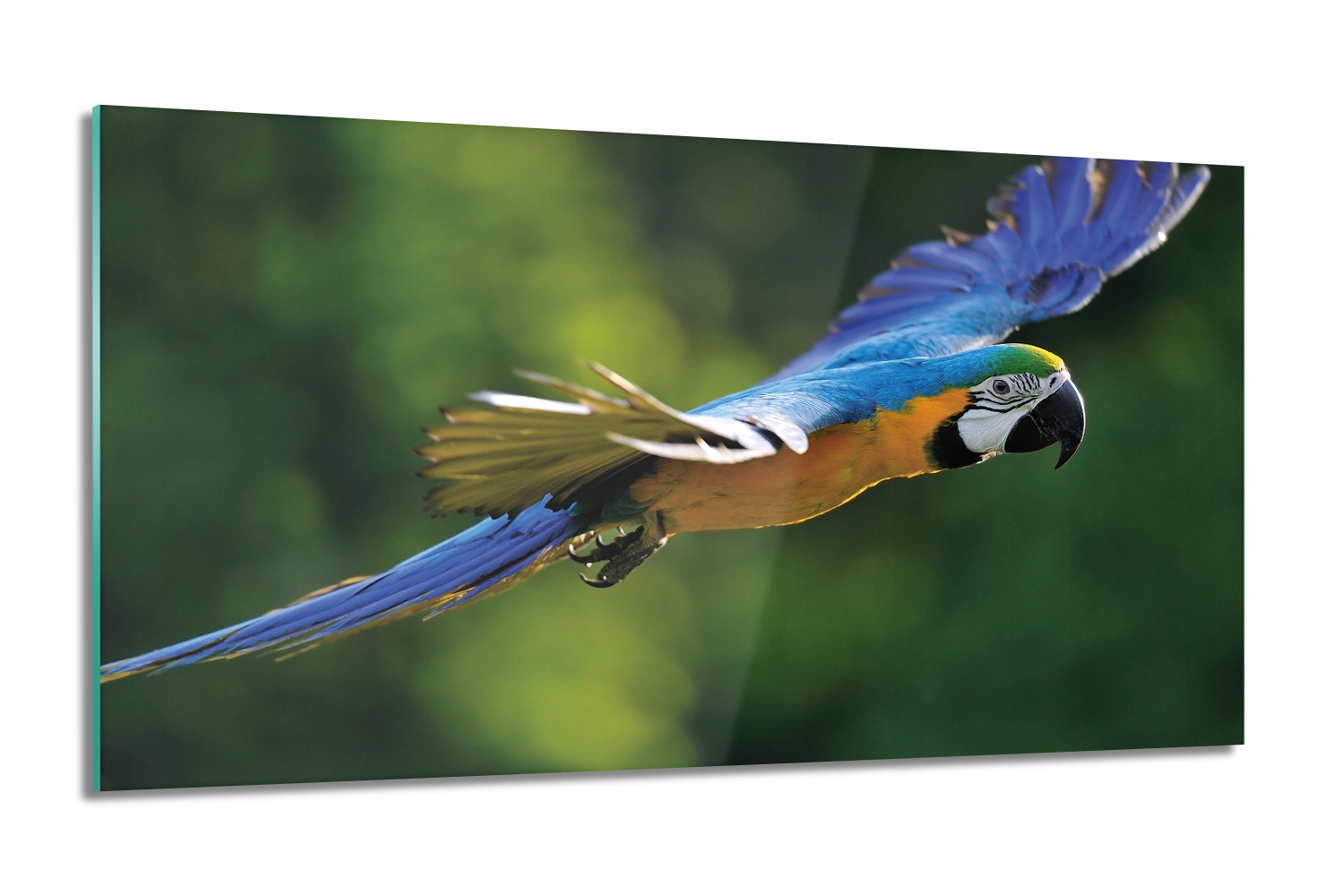 

Papuga Ara Obraz szklany foto-obraz 100x60 grafika