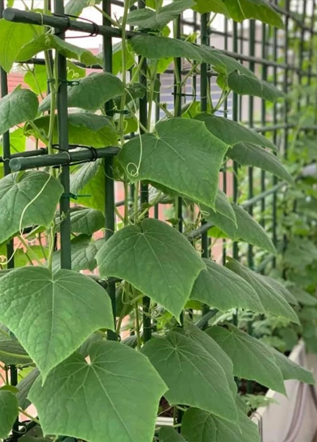 100x Tyczka PODPORA palik DO roślin POMIDORÓW kwiatów STAL powlekana 120 cm Producent Bradas