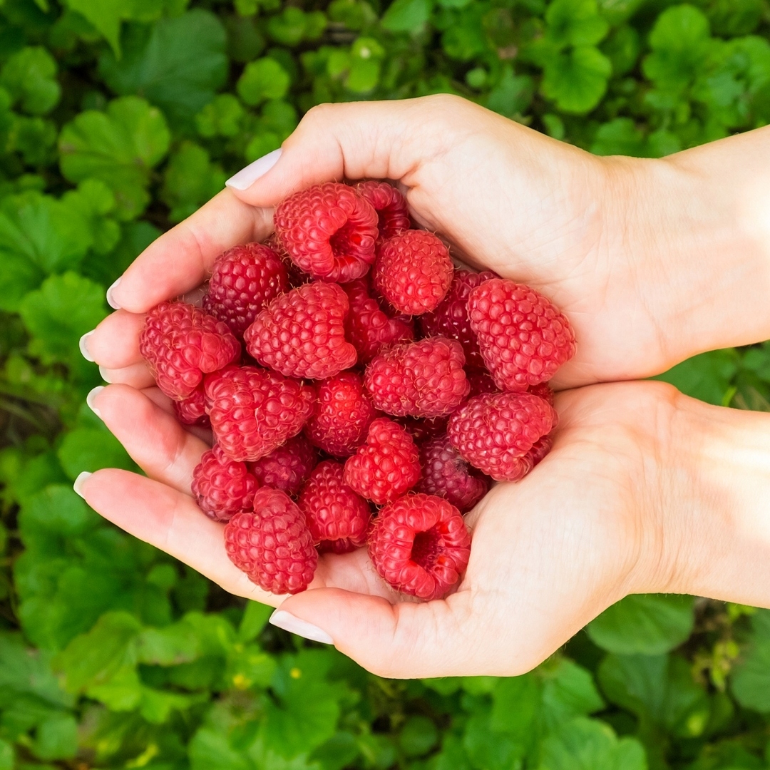 Zapach do świec wosku olejek zapachowy 30ml MALINA Zastosowanie świece