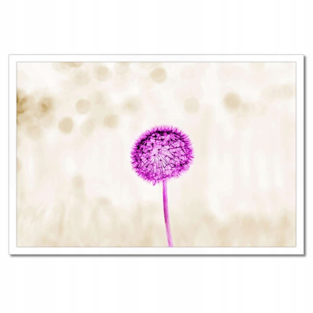 Plakáty v rámu 60x40 Fialový Pampeliška