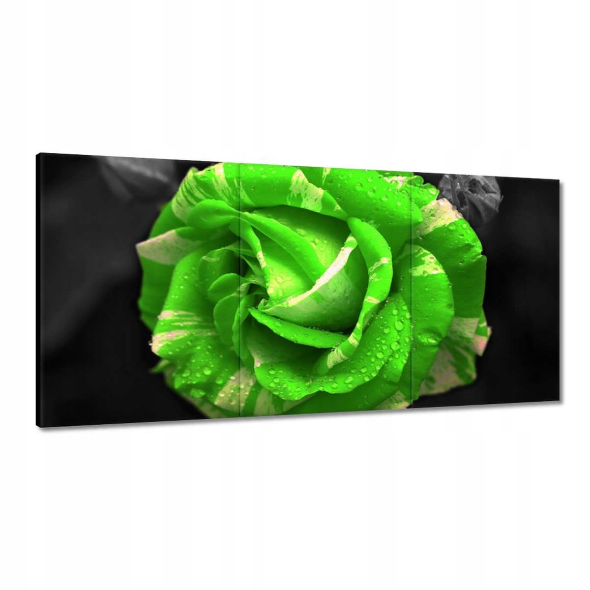 Obrazy 180x90 Limetková ruža