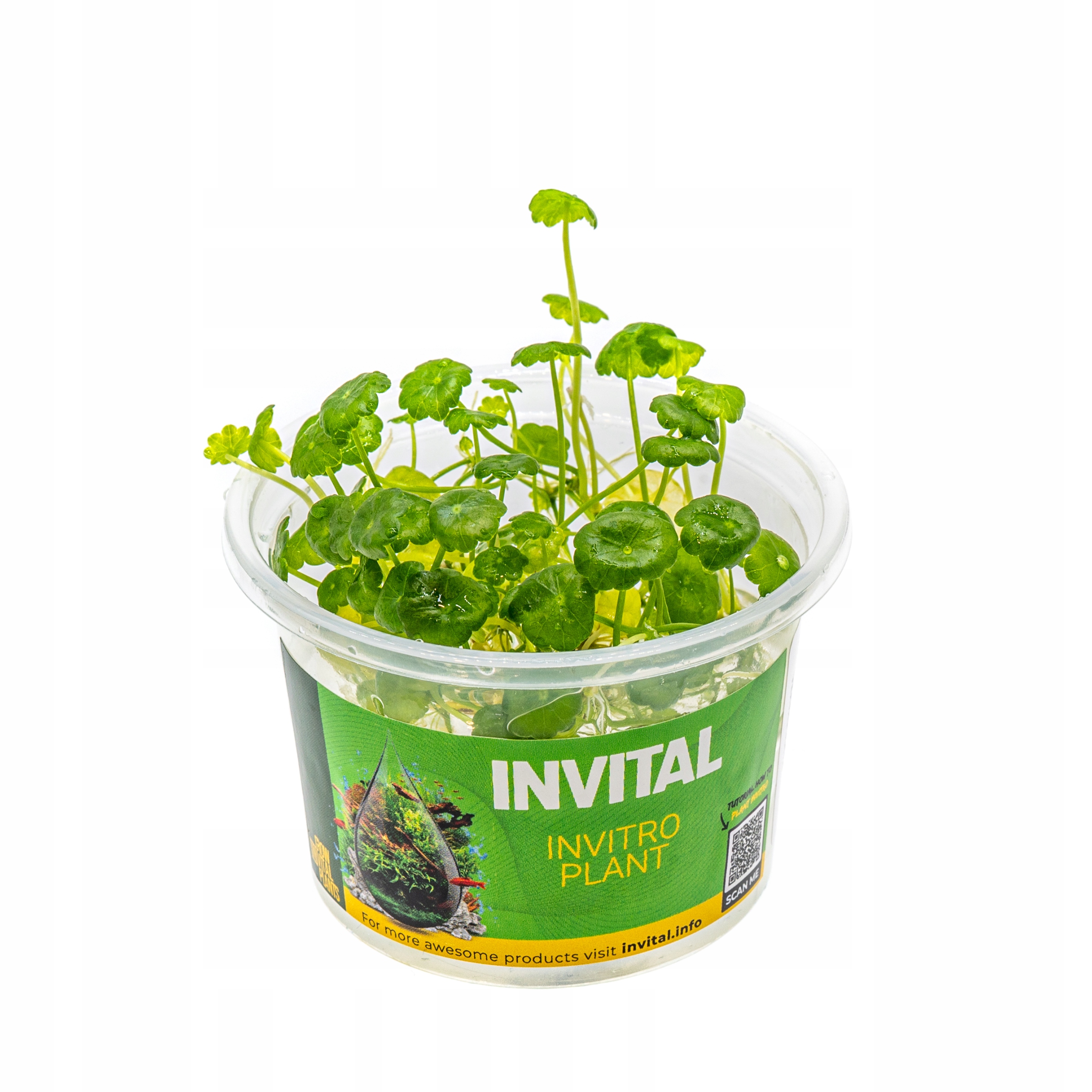 INVITAL Hydrocotyle verticillata in vitro Ø 7 cm