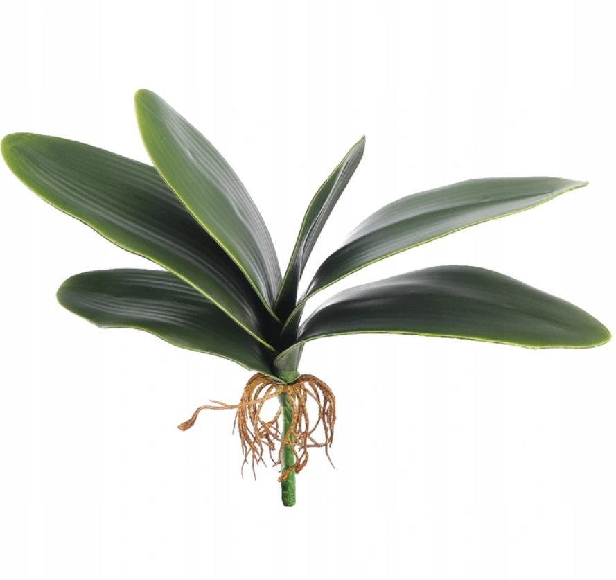 LIŚCIE STORCZYKA ORCHIDEI GUMOWE JAK ŻYWE STORCZYK ORCHIDEA REAL TOUCH 38cm