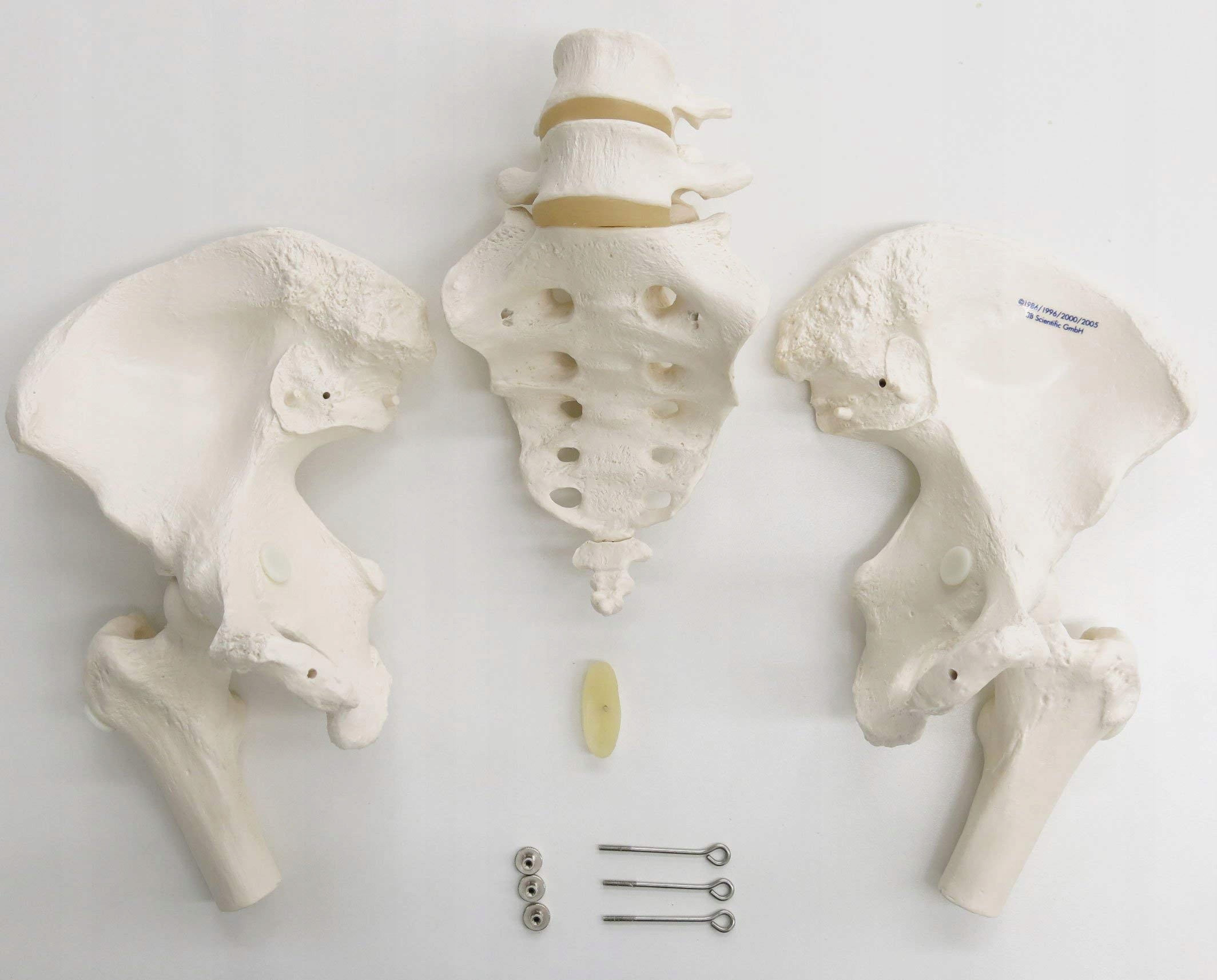 3B SCIENTIFIC Model Miednicy Kobiety Z Aplikacją Smart Anatomy — miniatura 8