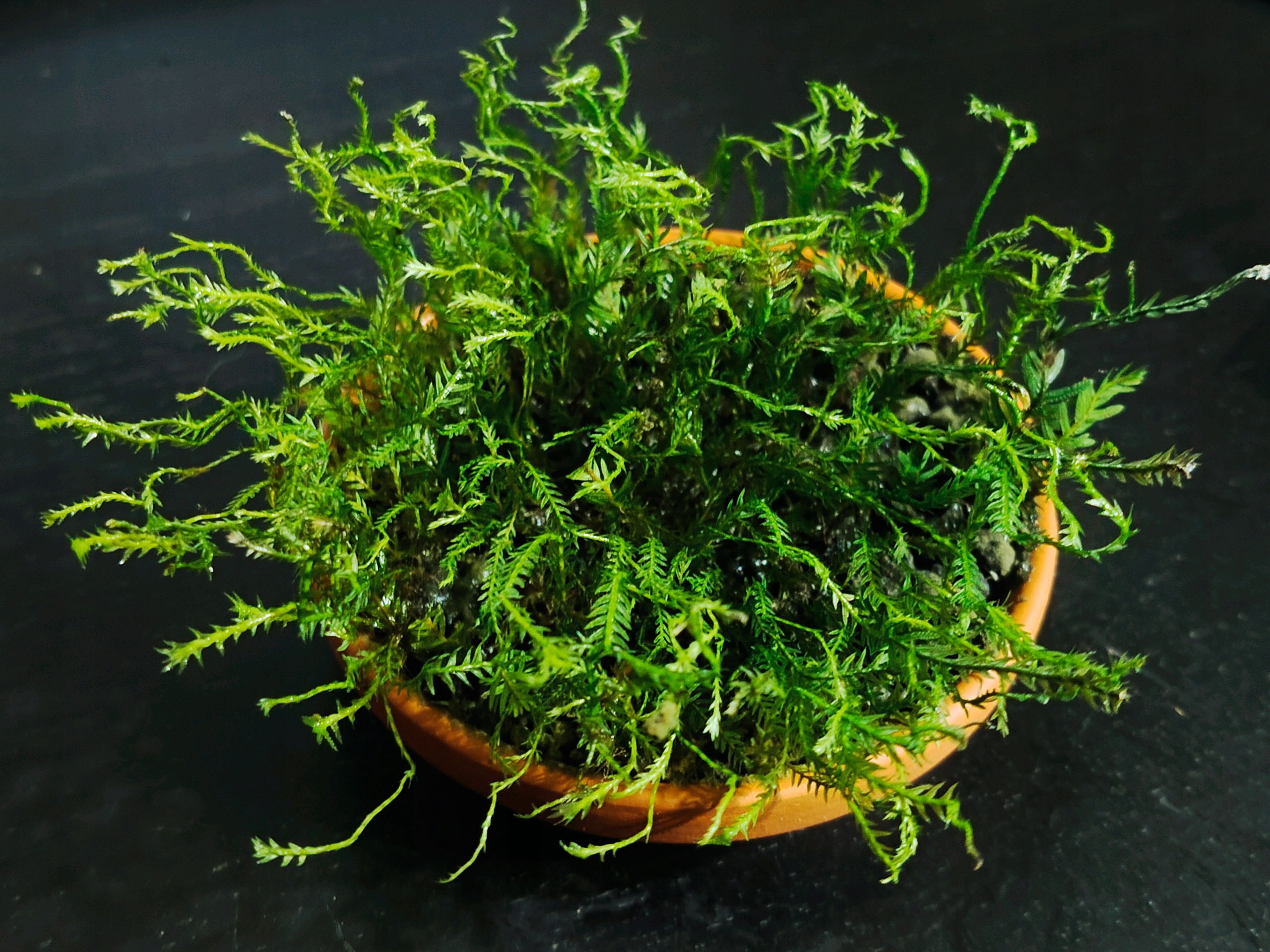 Fissidens Serratus - forma emersyjna 64
